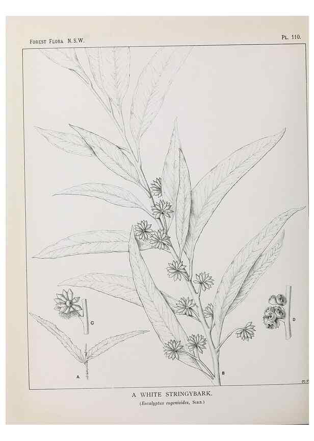 Reproducción/Reproduction 31989426477: The forest flora of New South Wales /. Sydney :W. A. Gullick,1902-1925.. 