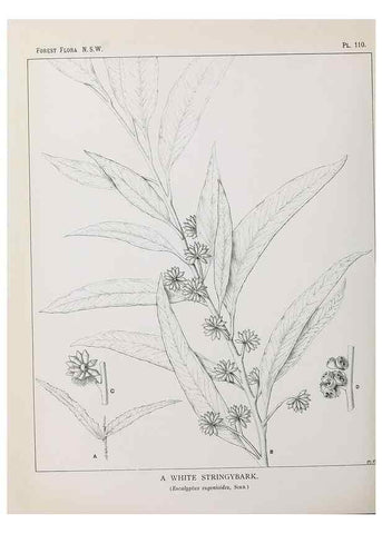 Reproducción/Reproduction 31989426477: The forest flora of New South Wales /. Sydney :W. A. Gullick,1902-1925.. 