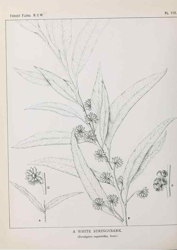 Reproducción/Reproduction 31989426477: The forest flora of New South Wales /. Sydney :W. A. Gullick,1902-1925.. 