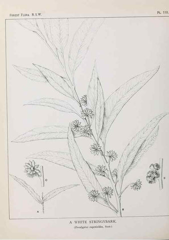 Reproducción/Reproduction 31989426477: The forest flora of New South Wales /. Sydney :W. A. Gullick,1902-1925.. 