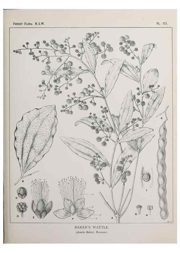Reproducción/Reproduction 31989427377: The forest flora of New South Wales /. Sydney :W. A. Gullick,1902-1925.. 