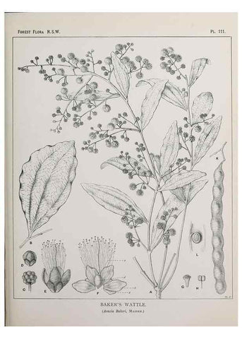 Reproducción/Reproduction 31989427377: The forest flora of New South Wales /. Sydney :W. A. Gullick,1902-1925.. 