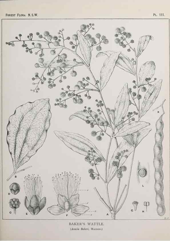Reproducción/Reproduction 31989427377: The forest flora of New South Wales /. Sydney :W. A. Gullick,1902-1925.. 
