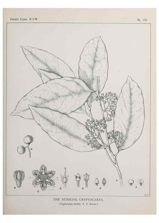 Reproducción/Reproduction 39965930993: The forest flora of New South Wales /. Sydney :W. A. Gullick,1902-1925.. 