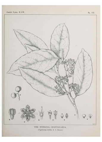 Reproducción/Reproduction 39965930993: The forest flora of New South Wales /. Sydney :W. A. Gullick,1902-1925.. 