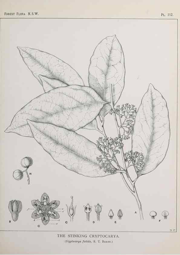 Reproducción/Reproduction 39965930993: The forest flora of New South Wales /. Sydney :W. A. Gullick,1902-1925.. 