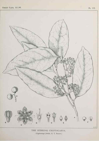 Reproducción/Reproduction 39965930993: The forest flora of New South Wales /. Sydney :W. A. Gullick,1902-1925.. 