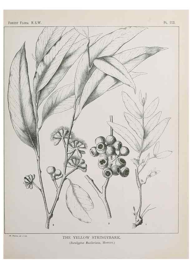 Reproducción/Reproduction 39965932453: The forest flora of New South Wales /. Sydney :W. A. Gullick,1902-1925.. 