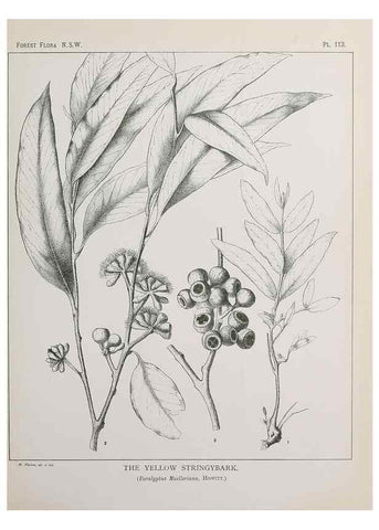 Reproducción/Reproduction 39965932453: The forest flora of New South Wales /. Sydney :W. A. Gullick,1902-1925.. 