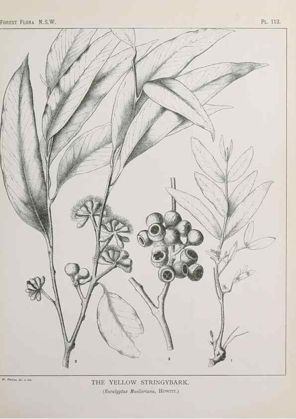 Reproducción/Reproduction 39965932453: The forest flora of New South Wales /. Sydney :W. A. Gullick,1902-1925.. 