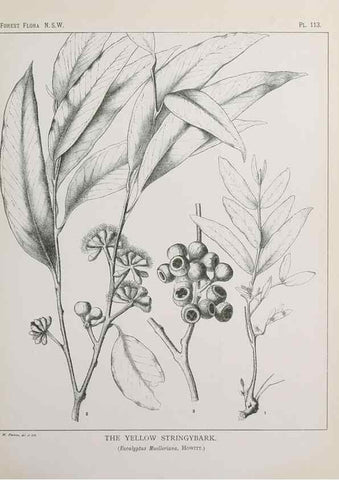 Reproducción/Reproduction 39965932453: The forest flora of New South Wales /. Sydney :W. A. Gullick,1902-1925.. 