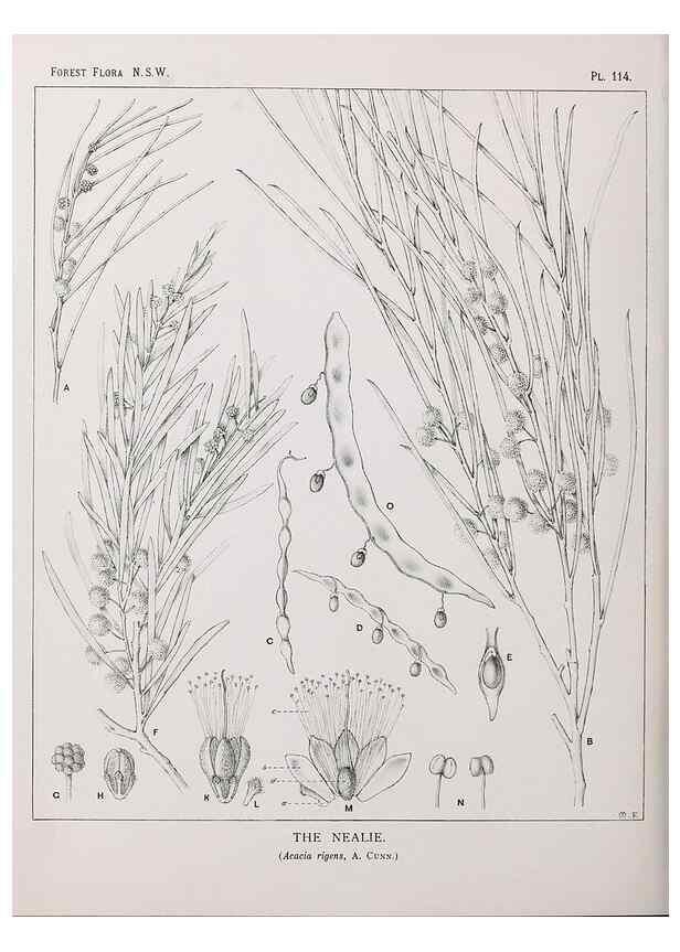 Reproducción/Reproduction 39965933563: The forest flora of New South Wales /. Sydney :W. A. Gullick,1902-1925.. 