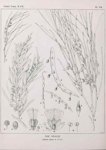 Reproducción/Reproduction 39965933563: The forest flora of New South Wales /. Sydney :W. A. Gullick,1902-1925.. 