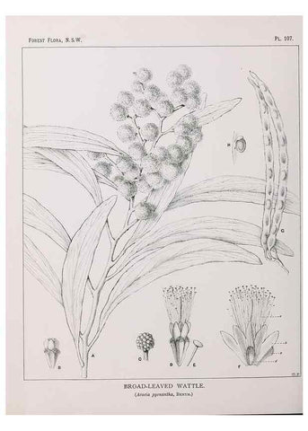 Reproducción/Reproduction 46878273972: The forest flora of New South Wales /. Sydney :W. A. Gullick,1902-1925.. 