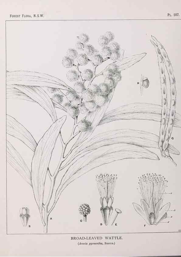 Reproducción/Reproduction 46878273972: The forest flora of New South Wales /. Sydney :W. A. Gullick,1902-1925.. 