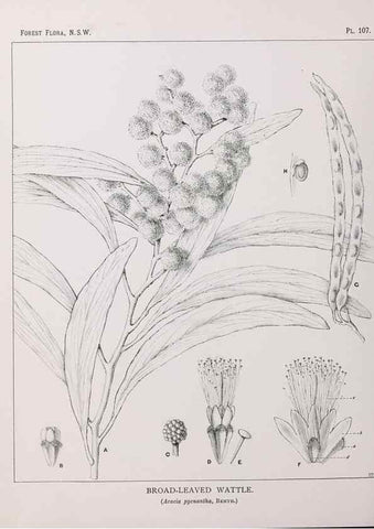 Reproducción/Reproduction 46878273972: The forest flora of New South Wales /. Sydney :W. A. Gullick,1902-1925.. 