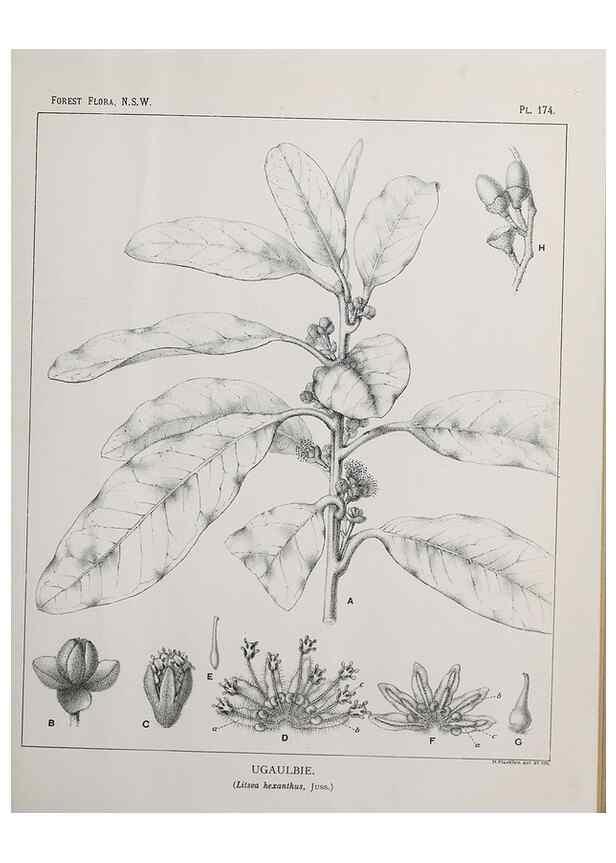 Reproducción/Reproduction 46205890284: The forest flora of New South Wales /. Sydney :W. A. Gullick,1902-1925.. 
