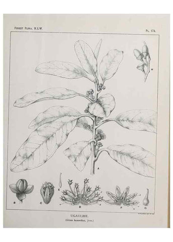 Reproducción/Reproduction 46205890284: The forest flora of New South Wales /. Sydney :W. A. Gullick,1902-1925.. 