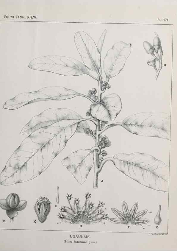 Reproducción/Reproduction 46205890284: The forest flora of New South Wales /. Sydney :W. A. Gullick,1902-1925.. 