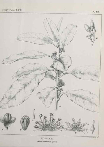 Reproducción/Reproduction 46205890284: The forest flora of New South Wales /. Sydney :W. A. Gullick,1902-1925.. 