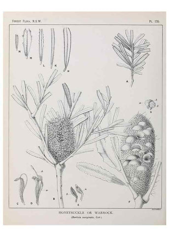 Reproducción/Reproduction 33055066988: The forest flora of New South Wales /. Sydney :W. A. Gullick,1902-1925.. 
