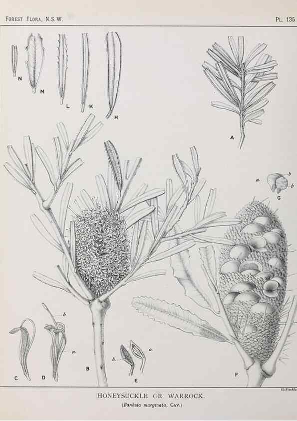 Reproducción/Reproduction 33055066988: The forest flora of New South Wales /. Sydney :W. A. Gullick,1902-1925.. 
