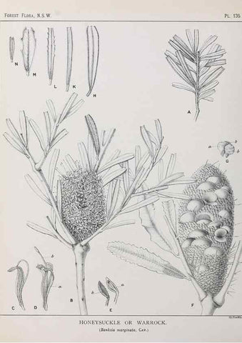 Reproducción/Reproduction 33055066988: The forest flora of New South Wales /. Sydney :W. A. Gullick,1902-1925.. 