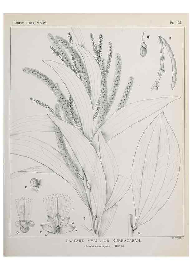 Reproducción/Reproduction 46930545661: The forest flora of New South Wales /. Sydney :W. A. Gullick,1902-1925.. 