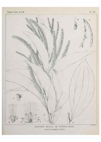 Reproducción/Reproduction 46930545661: The forest flora of New South Wales /. Sydney :W. A. Gullick,1902-1925.. 