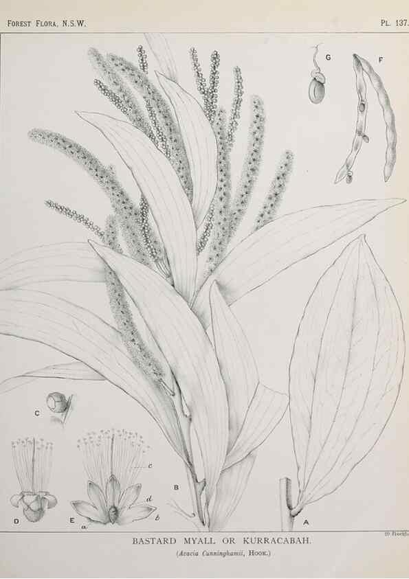 Reproducción/Reproduction 46930545661: The forest flora of New South Wales /. Sydney :W. A. Gullick,1902-1925.. 