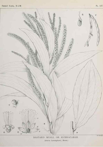 Reproducción/Reproduction 46930545661: The forest flora of New South Wales /. Sydney :W. A. Gullick,1902-1925.. 