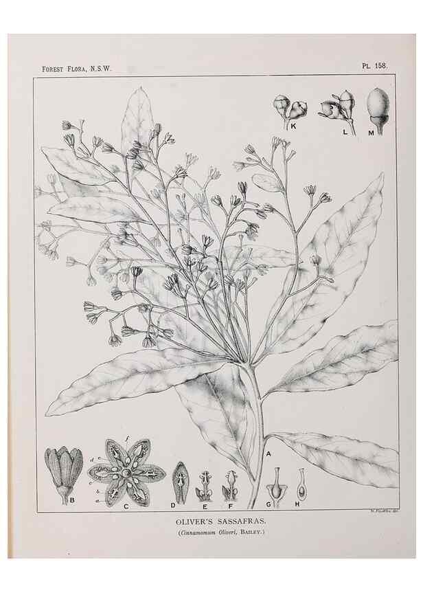 Reproducción/Reproduction 46016555035: The forest flora of New South Wales /. Sydney :W. A. Gullick,1902-1925.. 