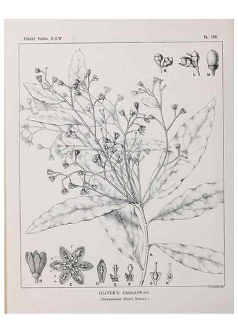Reproducción/Reproduction 46016555035: The forest flora of New South Wales /. Sydney :W. A. Gullick,1902-1925.. 