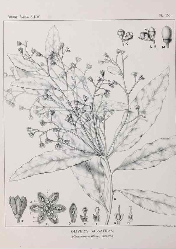 Reproducción/Reproduction 46016555035: The forest flora of New South Wales /. Sydney :W. A. Gullick,1902-1925.. 