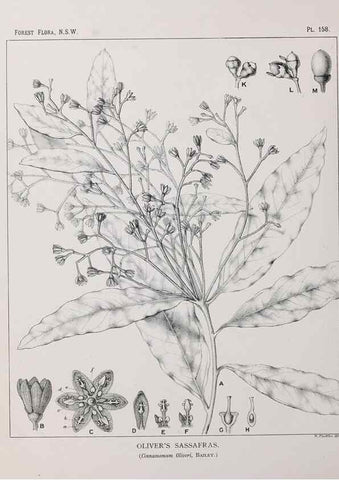 Reproducción/Reproduction 46016555035: The forest flora of New South Wales /. Sydney :W. A. Gullick,1902-1925.. 