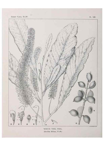 Reproducción/Reproduction 33055110828: The forest flora of New South Wales /. Sydney :W. A. Gullick,1902-1925.. 