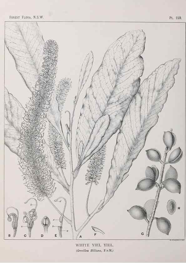 Reproducción/Reproduction 33055110828: The forest flora of New South Wales /. Sydney :W. A. Gullick,1902-1925.. 