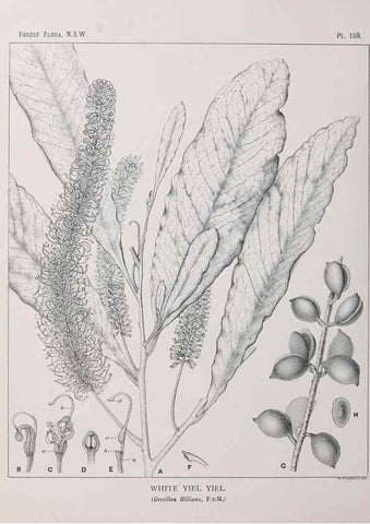 Reproducción/Reproduction 33055110828: The forest flora of New South Wales /. Sydney :W. A. Gullick,1902-1925.. 