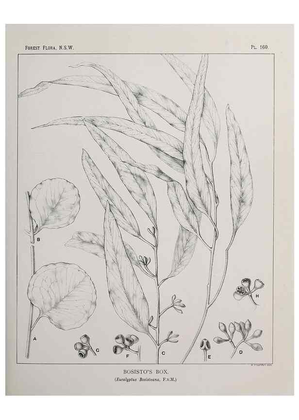 Reproducción/Reproduction 46205876654: The forest flora of New South Wales /. Sydney :W. A. Gullick,1902-1925.. 