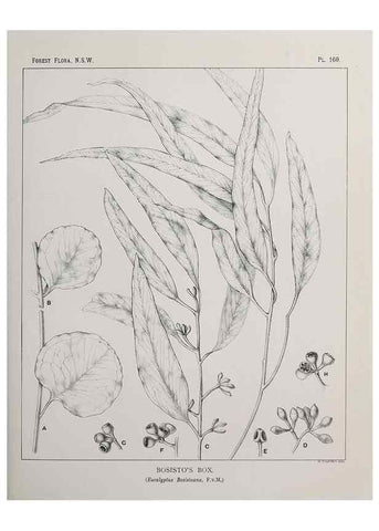 Reproducción/Reproduction 46205876654: The forest flora of New South Wales /. Sydney :W. A. Gullick,1902-1925.. 