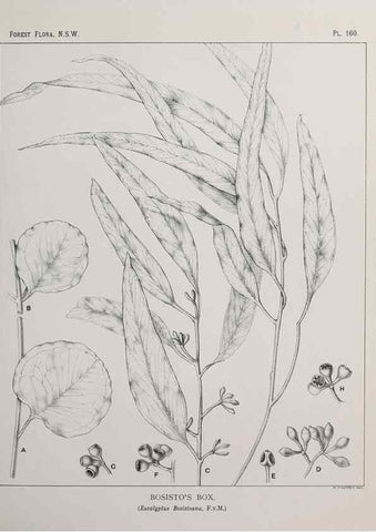 Reproducción/Reproduction 46205876654: The forest flora of New South Wales /. Sydney :W. A. Gullick,1902-1925.. 