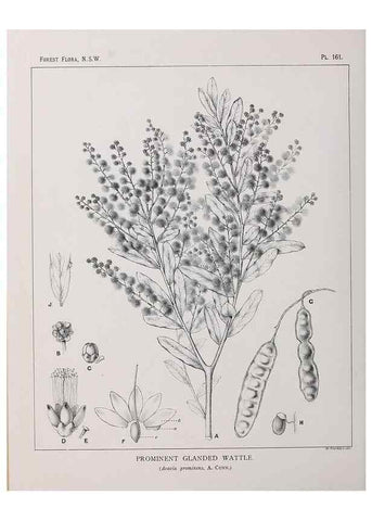 Reproducción/Reproduction 46930595801: The forest flora of New South Wales /. Sydney :W. A. Gullick,1902-1925.. 