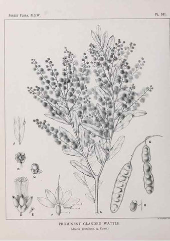 Reproducción/Reproduction 46930595801: The forest flora of New South Wales /. Sydney :W. A. Gullick,1902-1925.. 