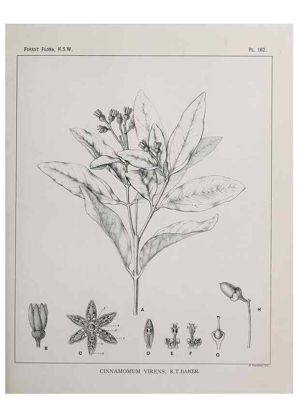 Reproducción/Reproduction 46930596391: The forest flora of New South Wales /. Sydney :W. A. Gullick,1902-1925.. 