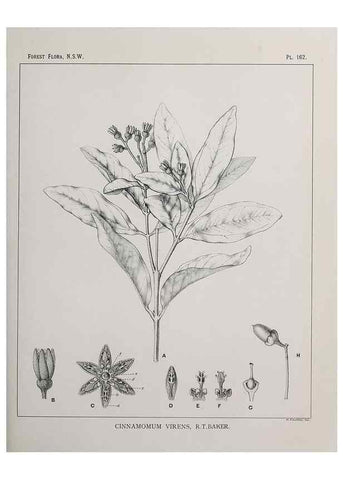 Reproducción/Reproduction 46930596391: The forest flora of New South Wales /. Sydney :W. A. Gullick,1902-1925.. 
