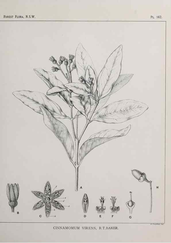 Reproducción/Reproduction 46930596391: The forest flora of New South Wales /. Sydney :W. A. Gullick,1902-1925.. 