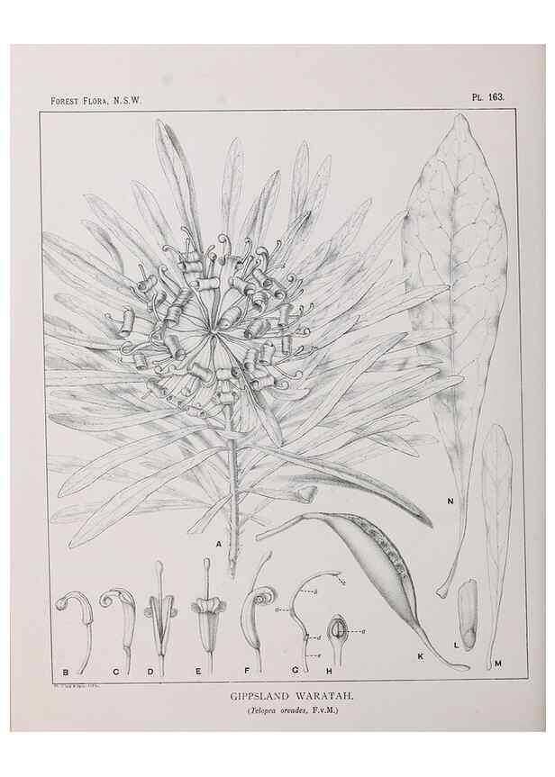 Reproducción/Reproduction 46016557915: The forest flora of New South Wales /. Sydney :W. A. Gullick,1902-1925.. 
