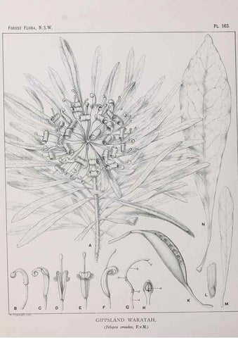 Reproducción/Reproduction 46016557915: The forest flora of New South Wales /. Sydney :W. A. Gullick,1902-1925.. 