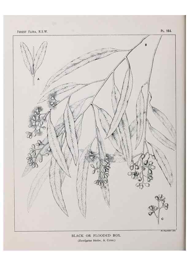 Reproducción/Reproduction 46205879054: The forest flora of New South Wales /. Sydney :W. A. Gullick,1902-1925.. 