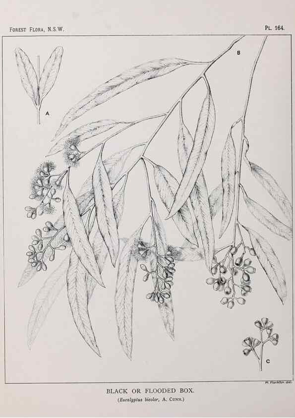 Reproducción/Reproduction 46205879054: The forest flora of New South Wales /. Sydney :W. A. Gullick,1902-1925.. 